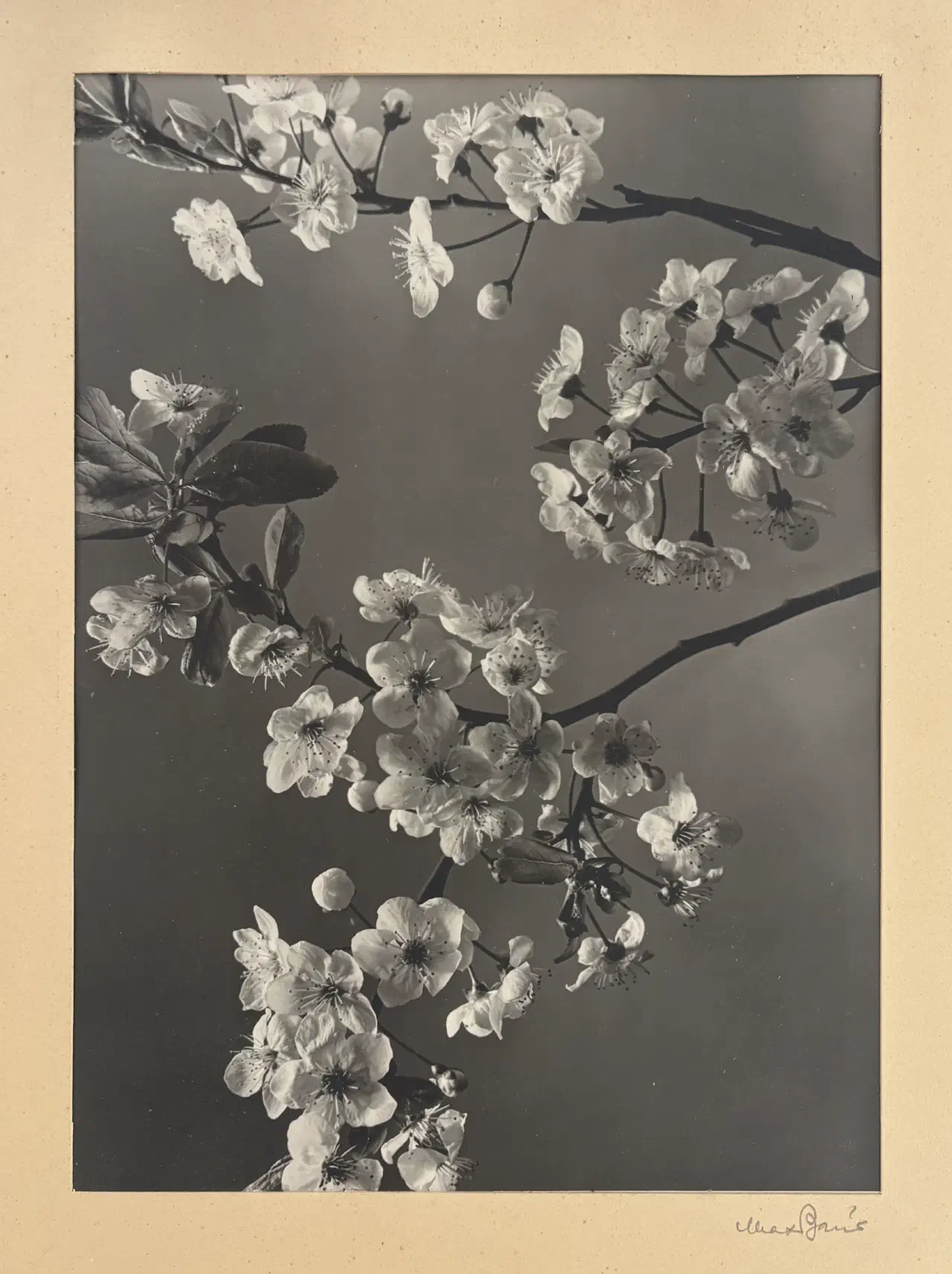 Photo by Max Baur (1898-1988)